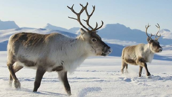 Scientists say climate change is causing reindeer in the Arctic to shrink 